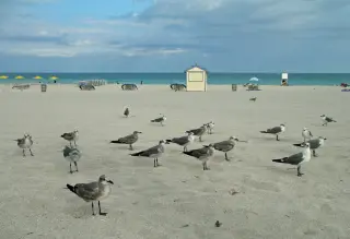 Miami Beach photo 5