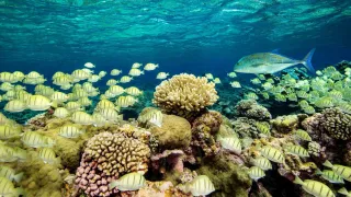 Ocean Paradise movie photo 1