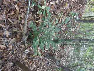 Apalachicola Bluffs and Ravines Preserve in Marianna, FL park photo