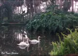 Bok Tower Gardens preview 1