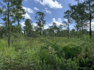 Price's Scrub State Park in Micanopy, FL park photo