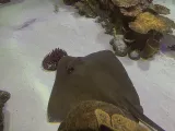 SEA LIFE Orlando Aquarium preview 2