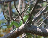 Key West Tropical Forest & Botanical Garden preview 3