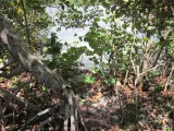 Gumbo Limbo Nature Center preview 4