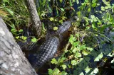 Corkscrew Swamp Sanctuary preview 4
