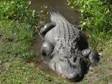 Central Florida Zoo and Botanical Gardens preview 1