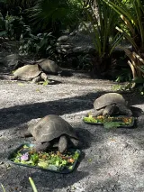 Disney's Animal Kingdom preview 4