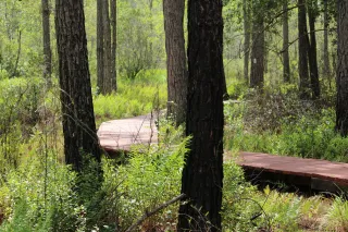 Prairie Creek Preserve in Gainesville, FL park photo