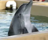 Clearwater Marine Aquarium preview 2