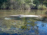 Weeki Wachee Springs preview 4