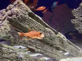 SEA LIFE Orlando Aquarium preview 1
