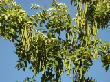 Palma Sola Botanical Park preview 2
