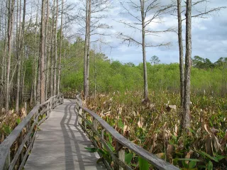 Corkscrew Swamp Sanctuary photo 1
