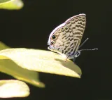 Key West Tropical Forest & Botanical Garden preview 2
