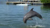 Dolphin Research Center preview 3
