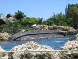 Discovery Cove preview 3