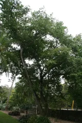 Fairchild Tropical Botanic Garden preview 3