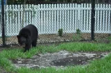Naples Zoo at Caribbean Gardens preview 2