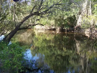 Little Manatee River State Park in Gibsonton, FL park photo
