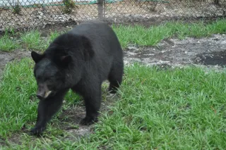 Naples Zoo at Caribbean Gardens photo 1
