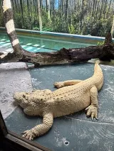 Gatorland preview 1