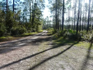 Aucilla Wildlife Management Area in Tallahassee, FL park photo