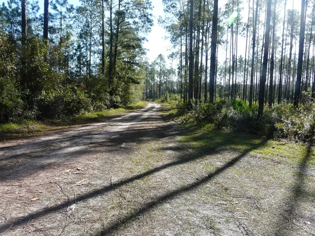 Aucilla Wildlife Management Area