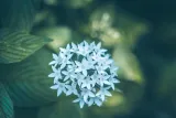 Naples Botanical Garden preview 4