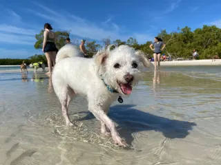 Lee County Dog Beach beach conditions