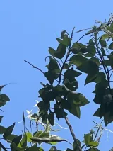 Harry P. Leu Gardens preview 4