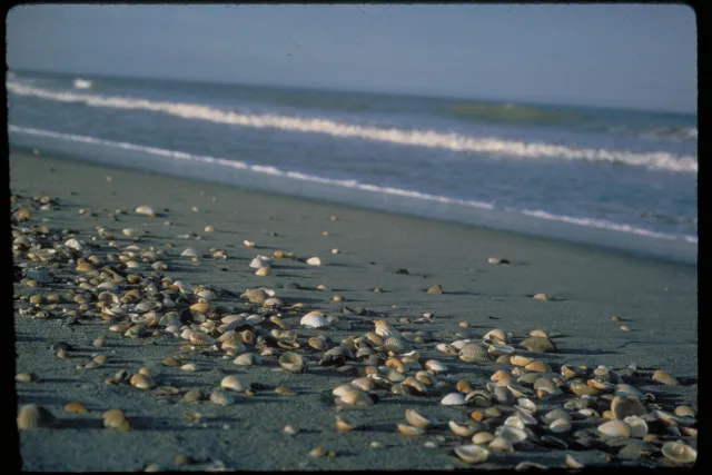 Green Turtle Hammock Preserve