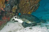 Biscayne National Park preview 4