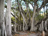 Edison and Ford Winter Estates preview 2