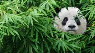 Pandas movie photo 1