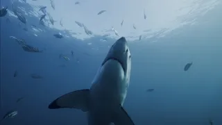 Shark Kingdom movie photo 2