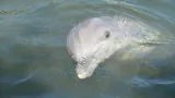 Dolphin Research Center preview 2