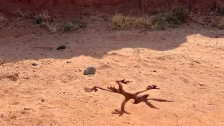 Coyote vs. Acme movie photo 3