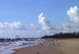 Saint Lucie Inlet Preserve State Park in Port St. Lucie, FL park photo