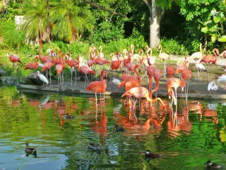 Zoo Miami in Miami, FL attraction photo