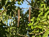 Palma Sola Botanical Park preview 3