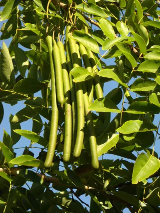 Palma Sola Botanical Park in Bradenton, FL attraction photo