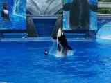 SeaWorld Orlando preview 2