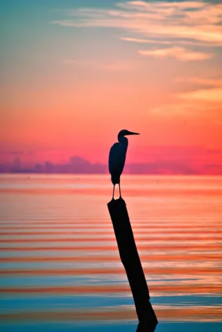 Great White Heron National Wildlife Refuge in Marathon, FL park photo