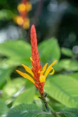 Naples Botanical Garden preview 3