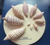Bailey-Matthews National Shell Museum and Aquarium preview 2