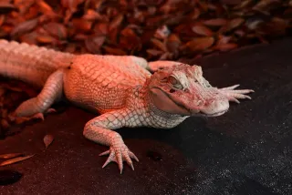 St. Augustine Alligator Farm Zoological Park photo 1