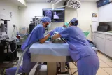 The Turtle Hospital preview 1