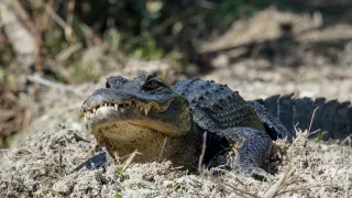 Big Cypress National Preserve in Ochopee, FL park photo