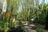 Marie Selby Botanical Gardens preview 1
