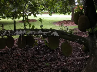 Fruit and Spice Park in Redland, FL park photo